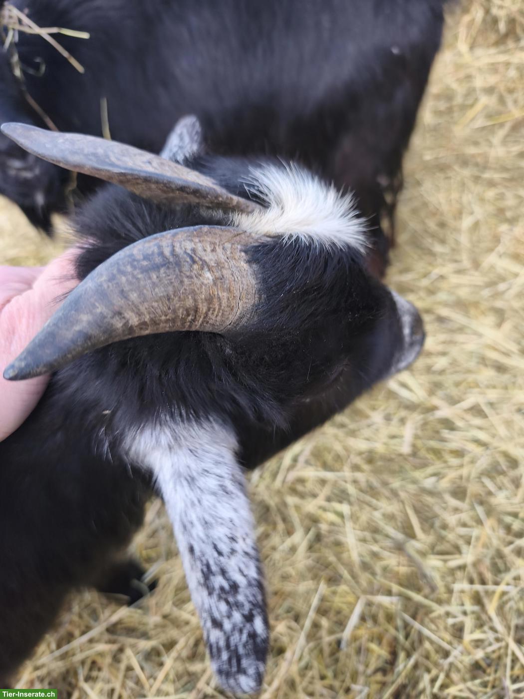 Bild 9: Tolle kleine Ziegenherde abzugeben, 6 Ziegen