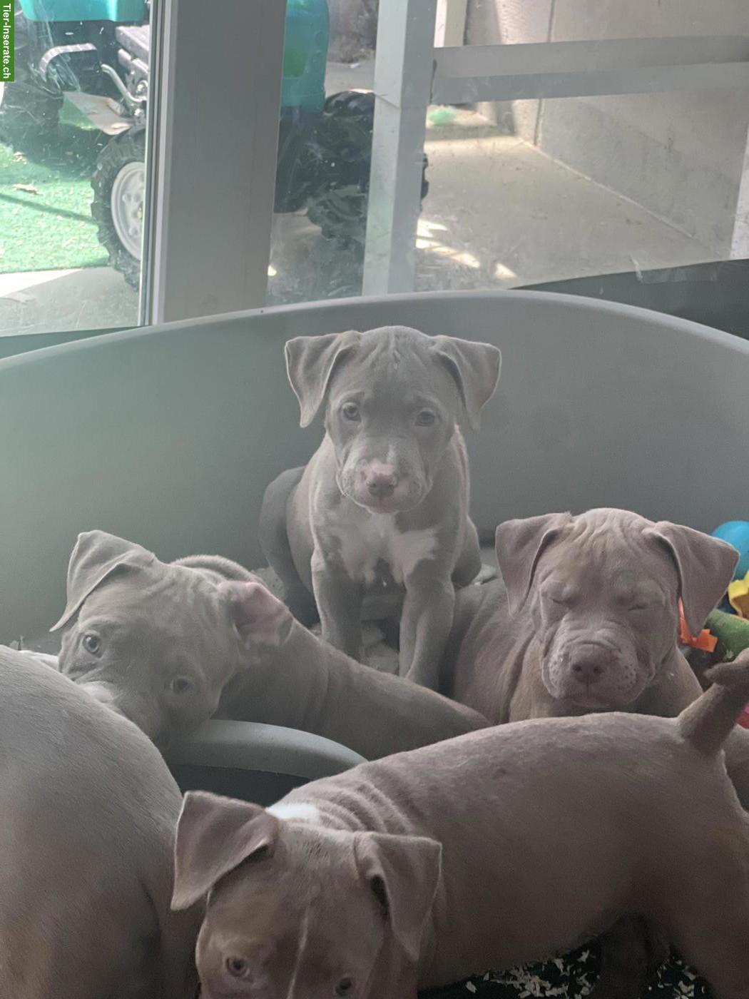 American Staffordshire Terrier Welpen
