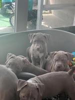American Staffordshire Terrier Welpen