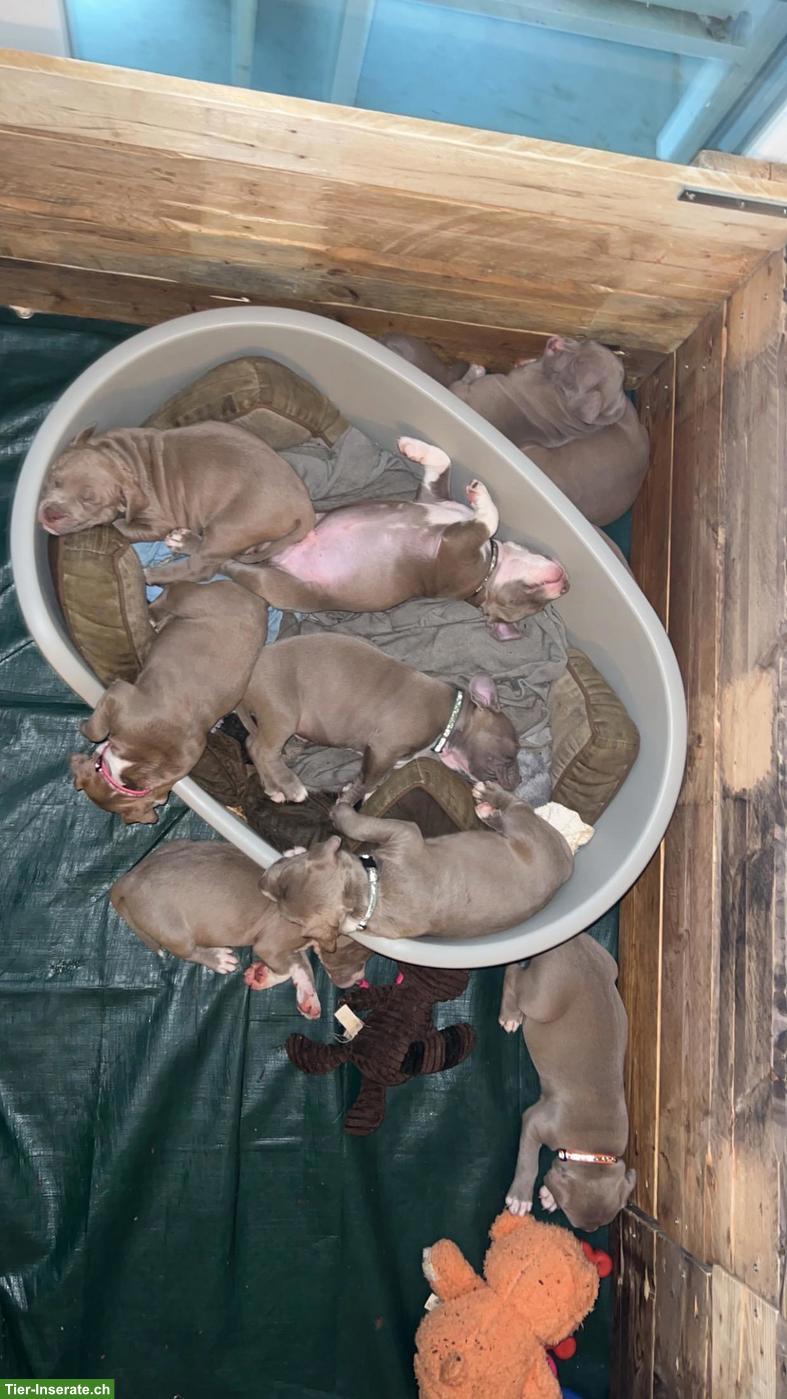 Bild 2: American Staffordshire Terrier Welpen