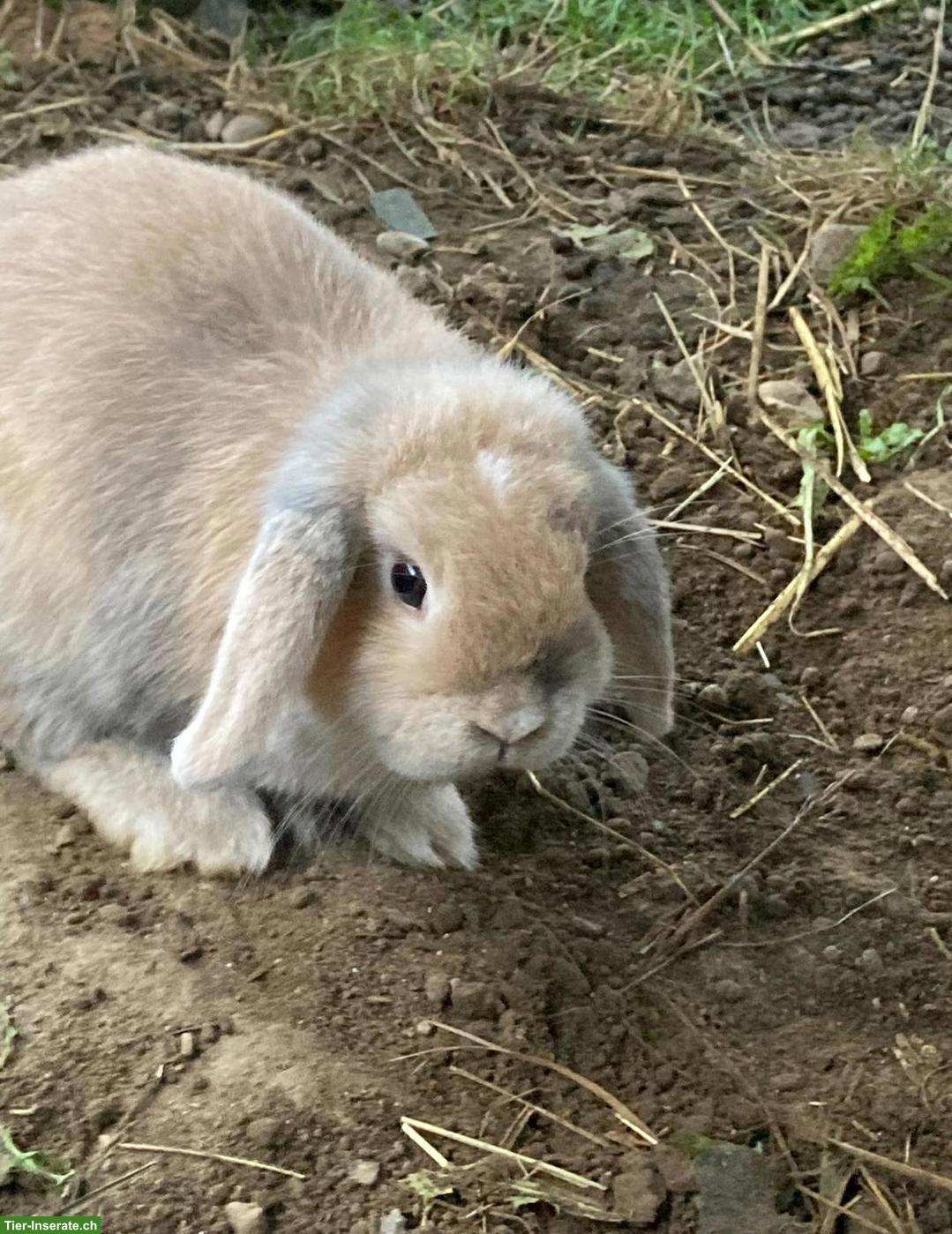 Bild 2: Minilop Weibchen, 3 Jahre alt