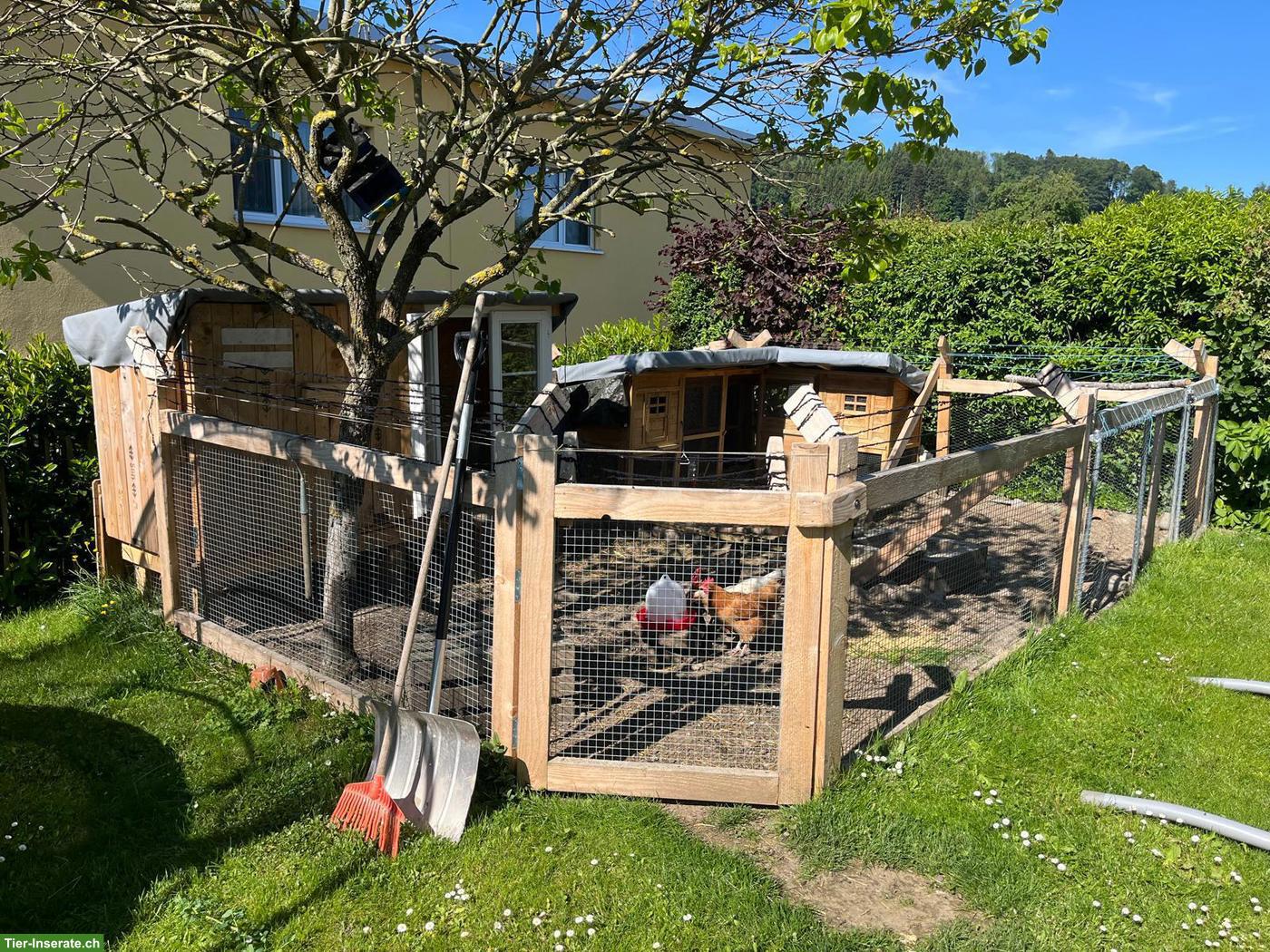 Bild 3: Minilop Weibchen, 3 Jahre alt