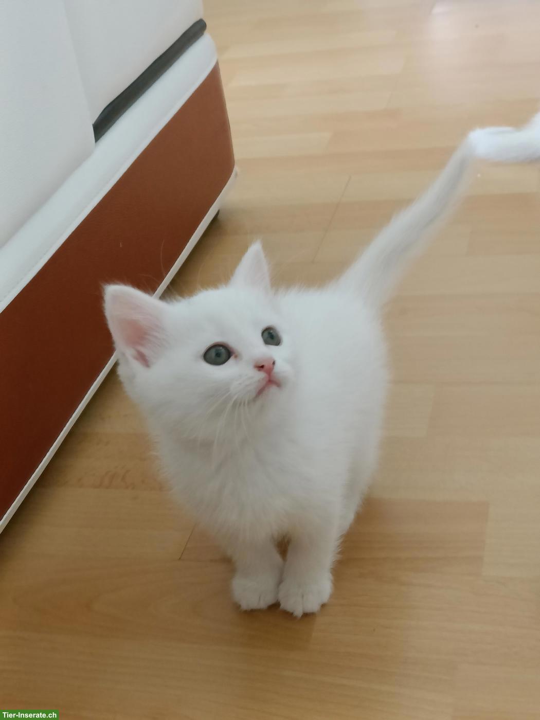 Scottish Straight/Fold Kitten