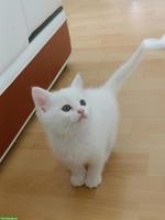 Scottish Straight/Fold Kitten