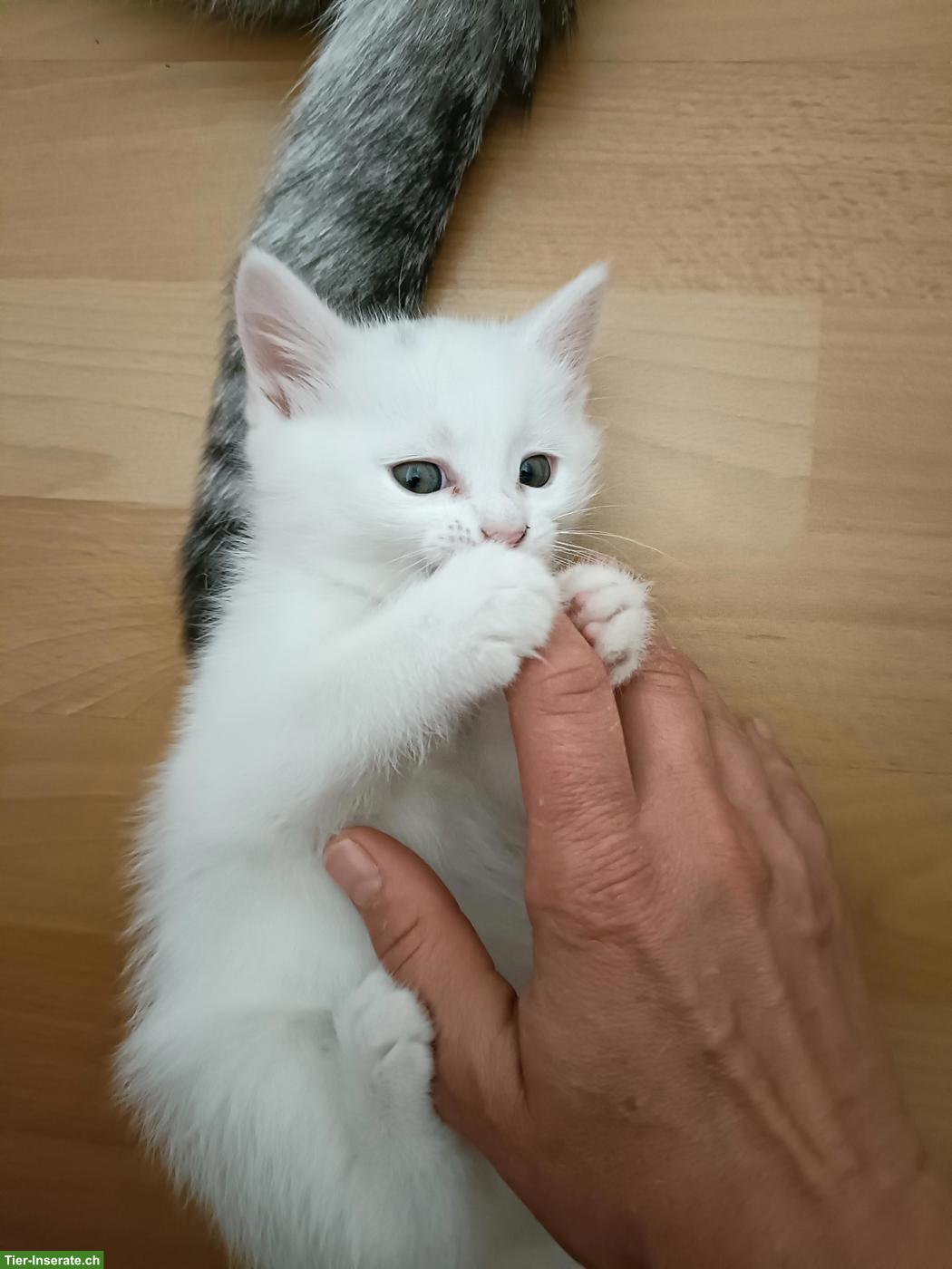 Bild 2: Scottish Straight/Fold Kitten