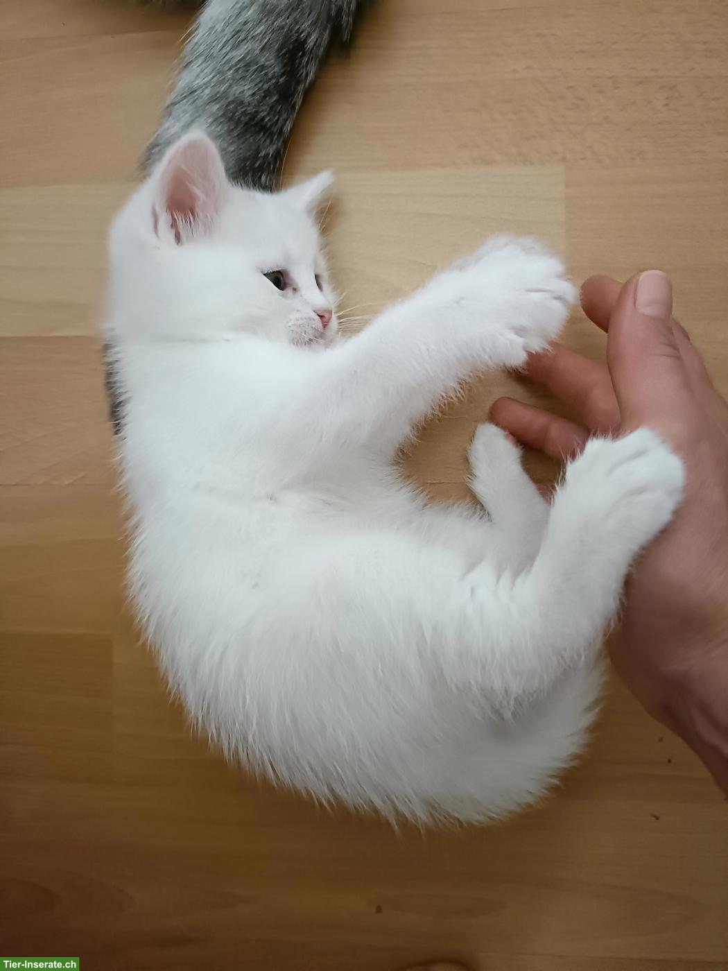 Bild 3: Scottish Straight/Fold Kitten