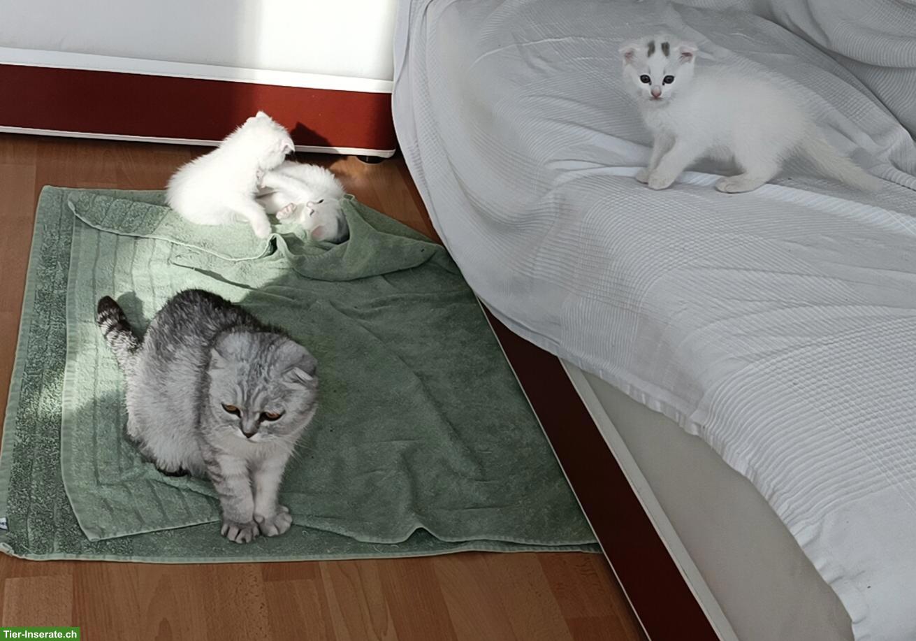 Bild 4: Scottish Straight/Fold Kitten