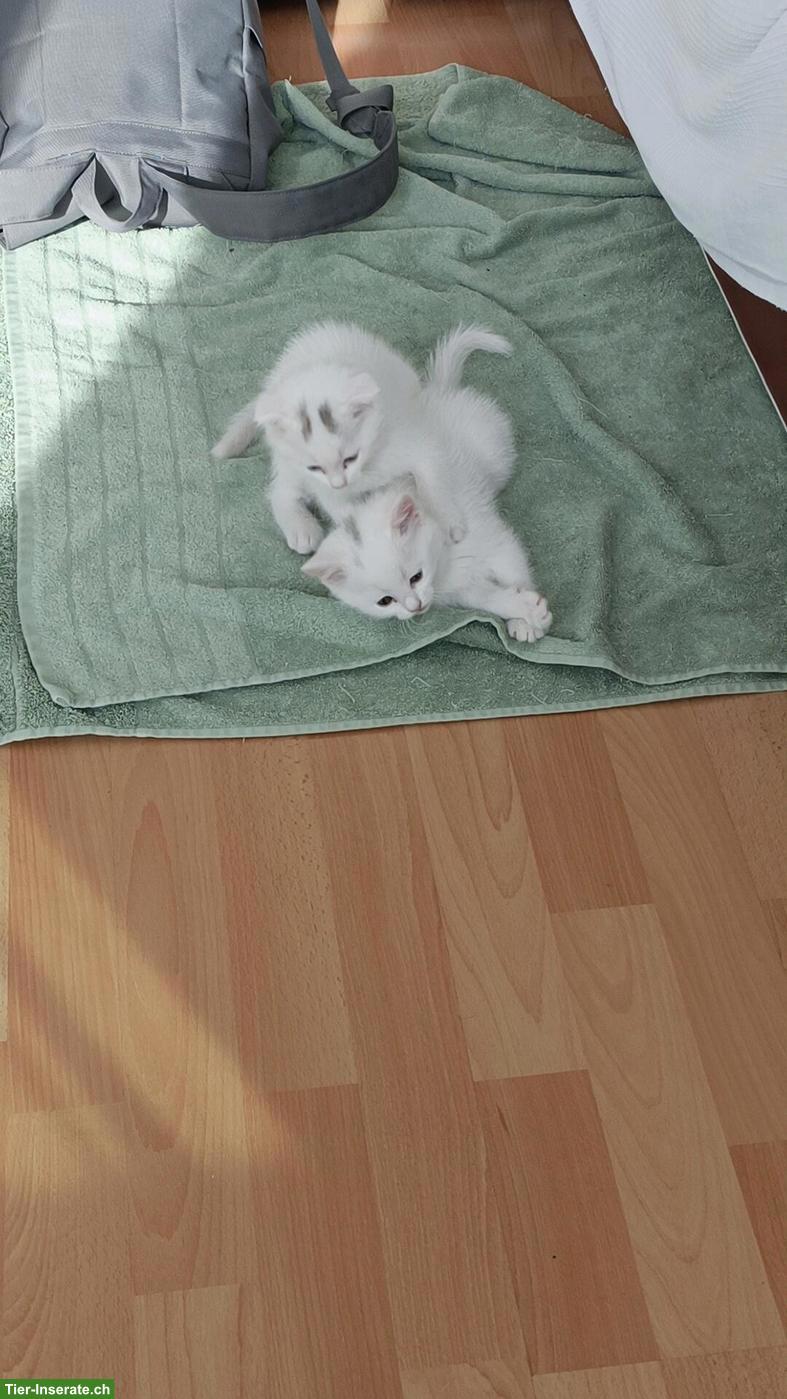 Bild 5: Scottish Straight/Fold Kitten