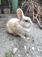 Häsin sucht neues Zuhause