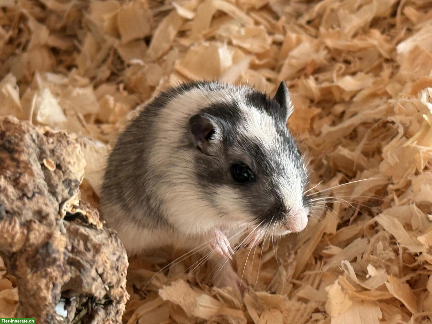 Rennmäuse mit Terrarium & Zubehör