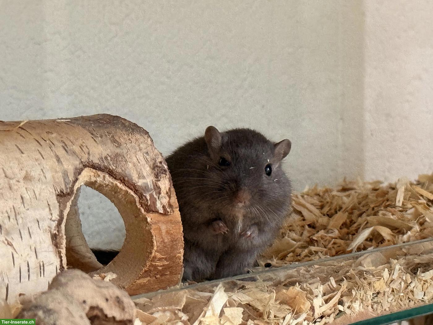 Bild 3: Rennmäuse mit Terrarium & Zubehör