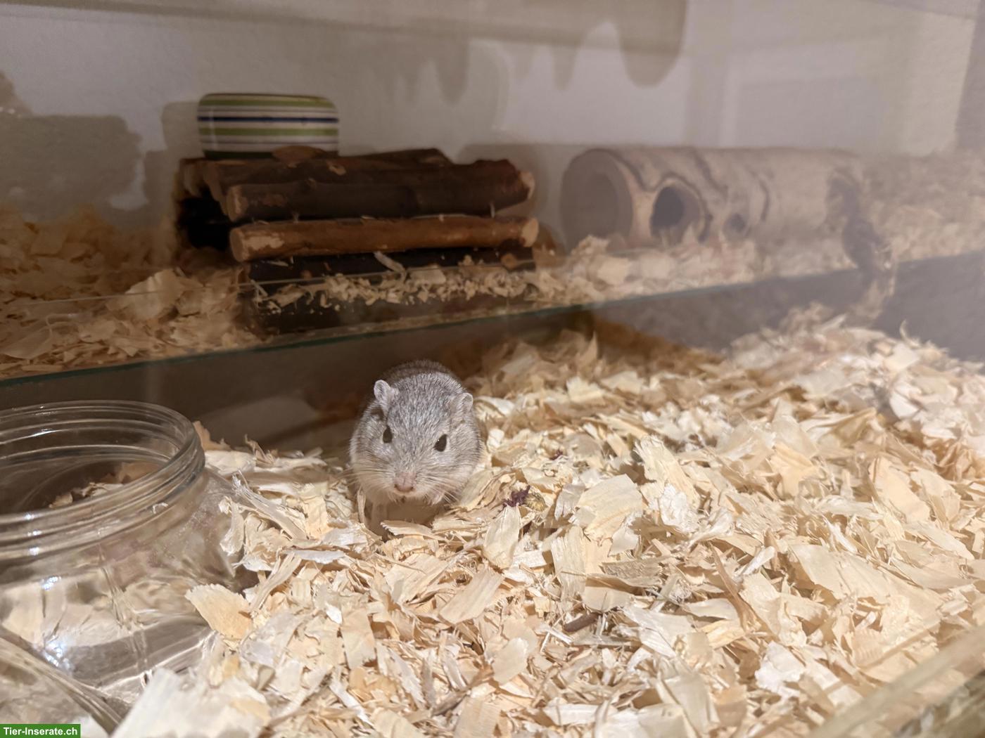 Bild 4: Rennmäuse mit Terrarium & Zubehör