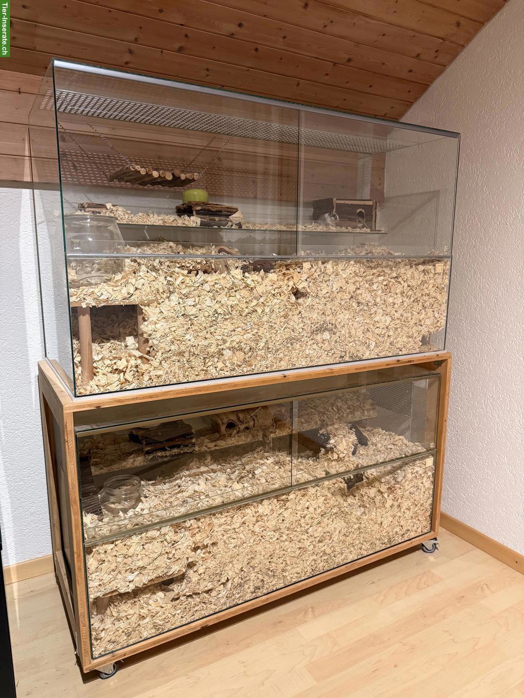 Bild 5: Rennmäuse mit Terrarium & Zubehör