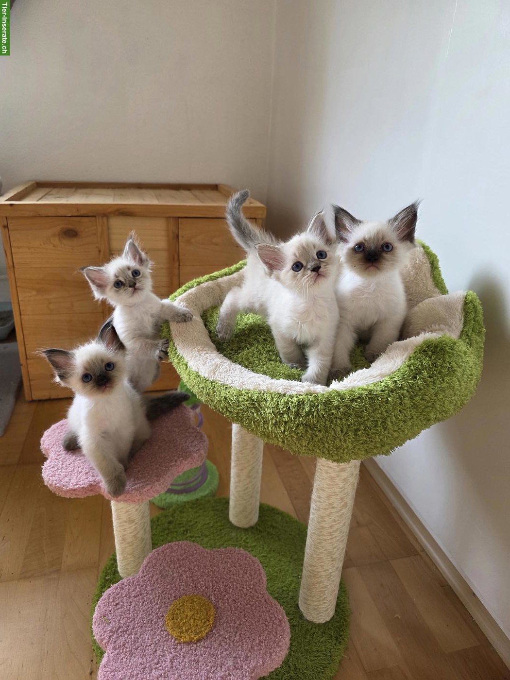 Süsse blauäugige Ragdoll x Neva Masquarade Kitten