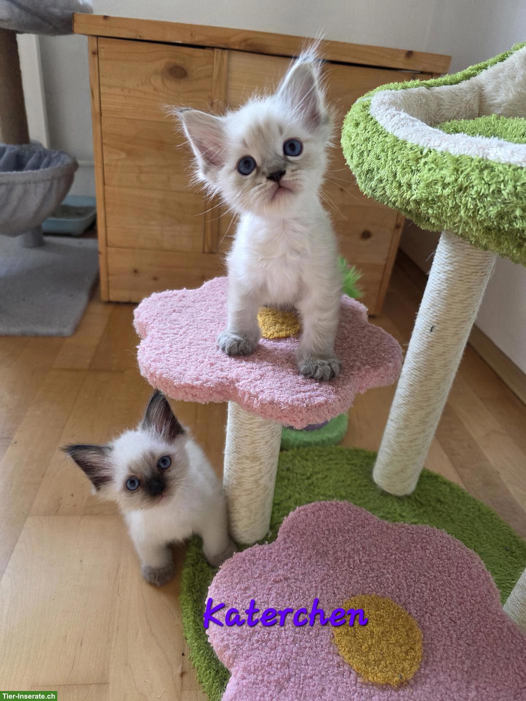 Bild 2: Süsse blauäugige Ragdoll x Neva Masquarade Kitten