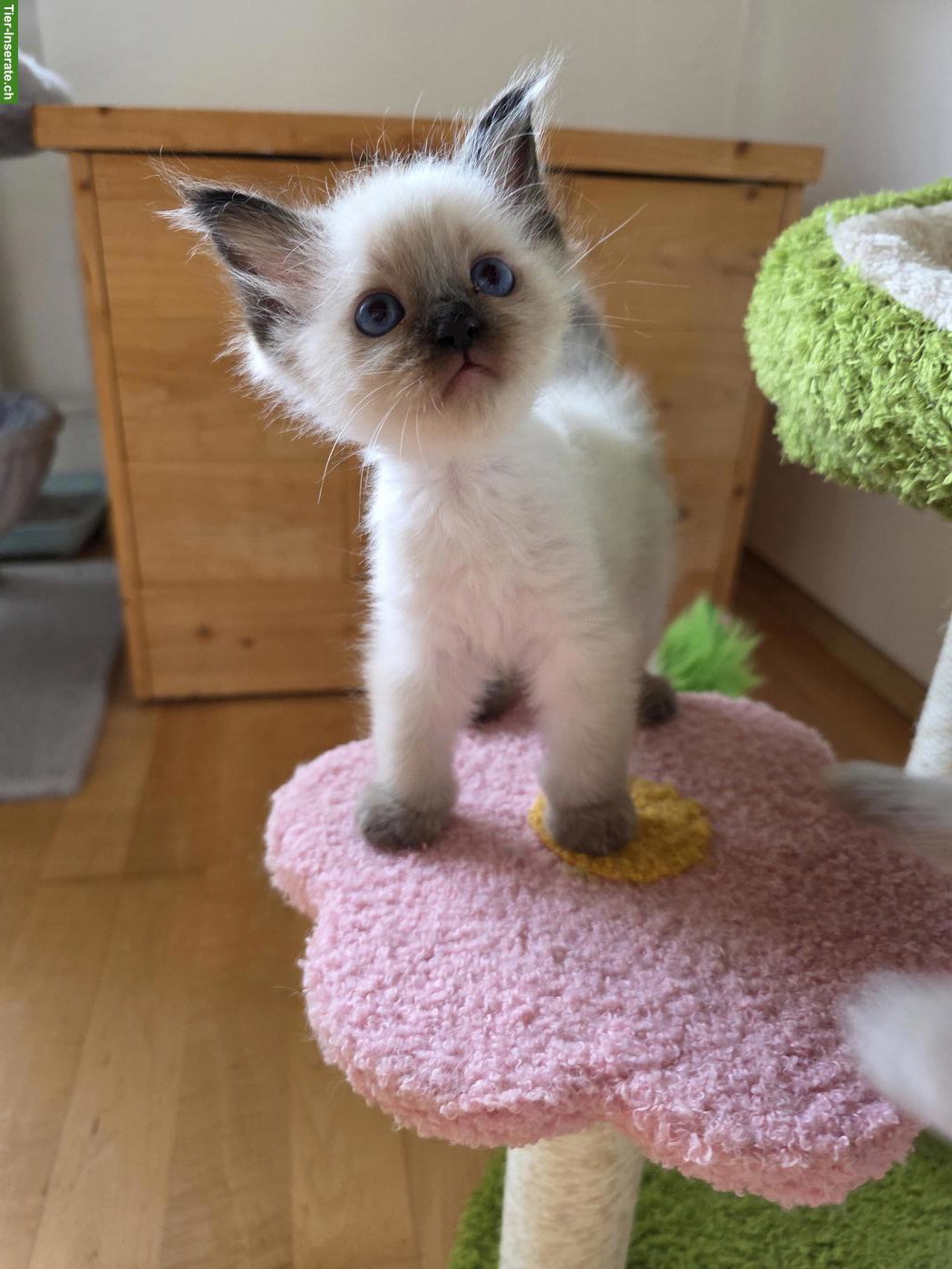 Bild 3: Süsse blauäugige Ragdoll x Neva Masquarade Kitten