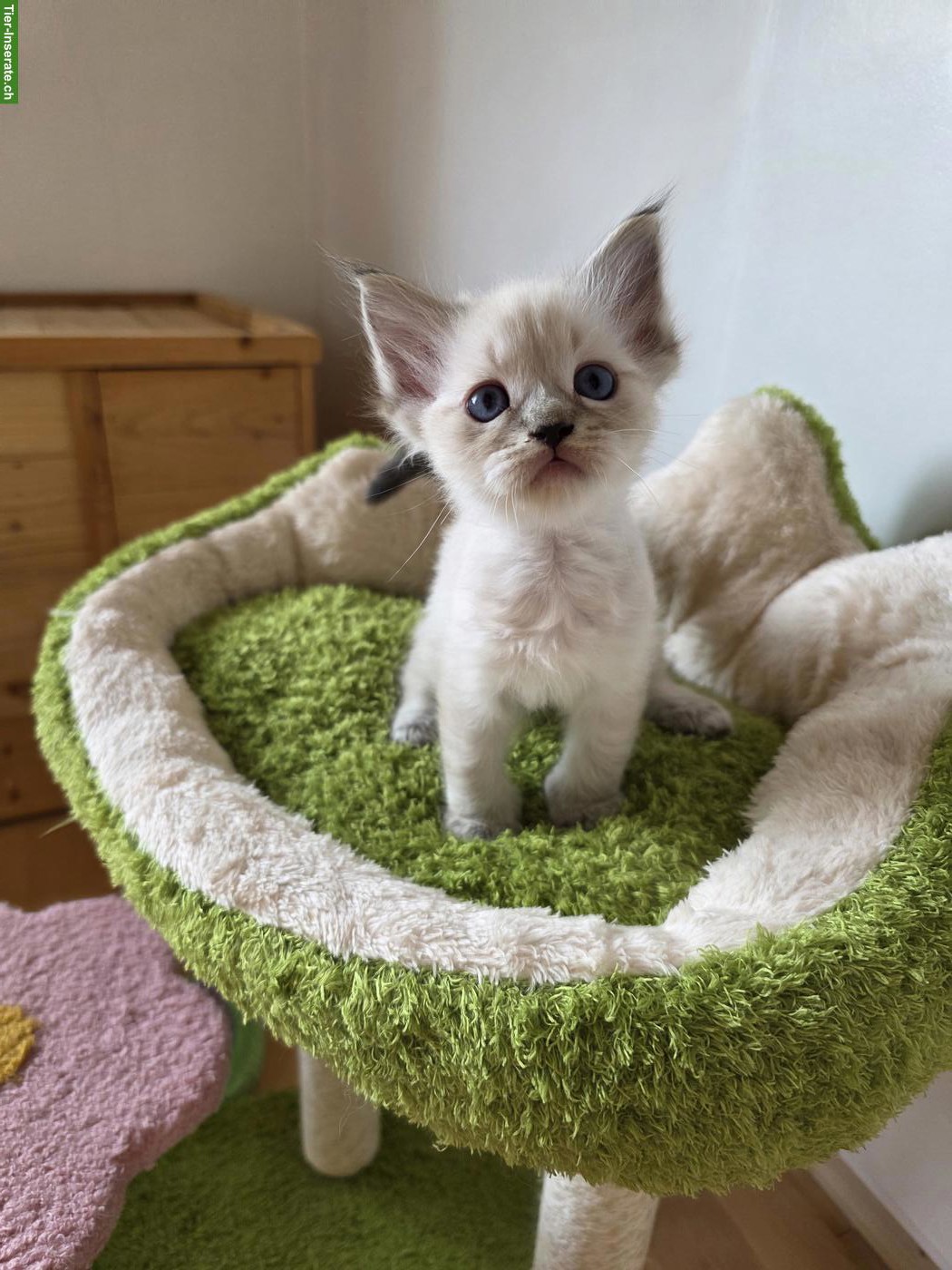 Bild 4: Süsse blauäugige Ragdoll x Neva Masquarade Kitten