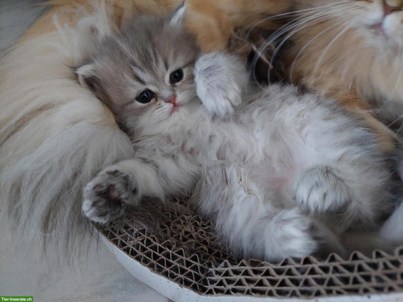Süsse, total verschmuste Perser Kitten