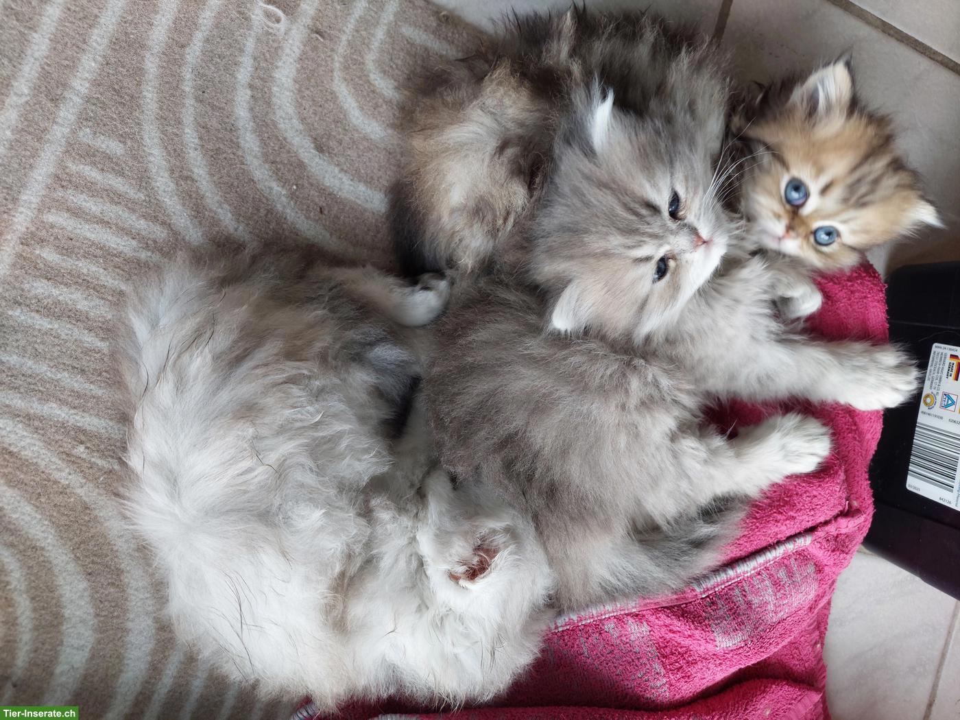 Bild 2: Süsse, total verschmuste Perser Kitten