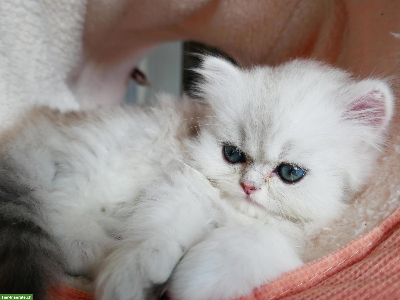 Bild 3: Süsse, total verschmuste Perser Kitten