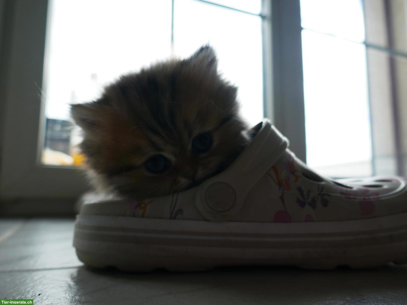 Bild 4: Süsse, total verschmuste Perser Kitten