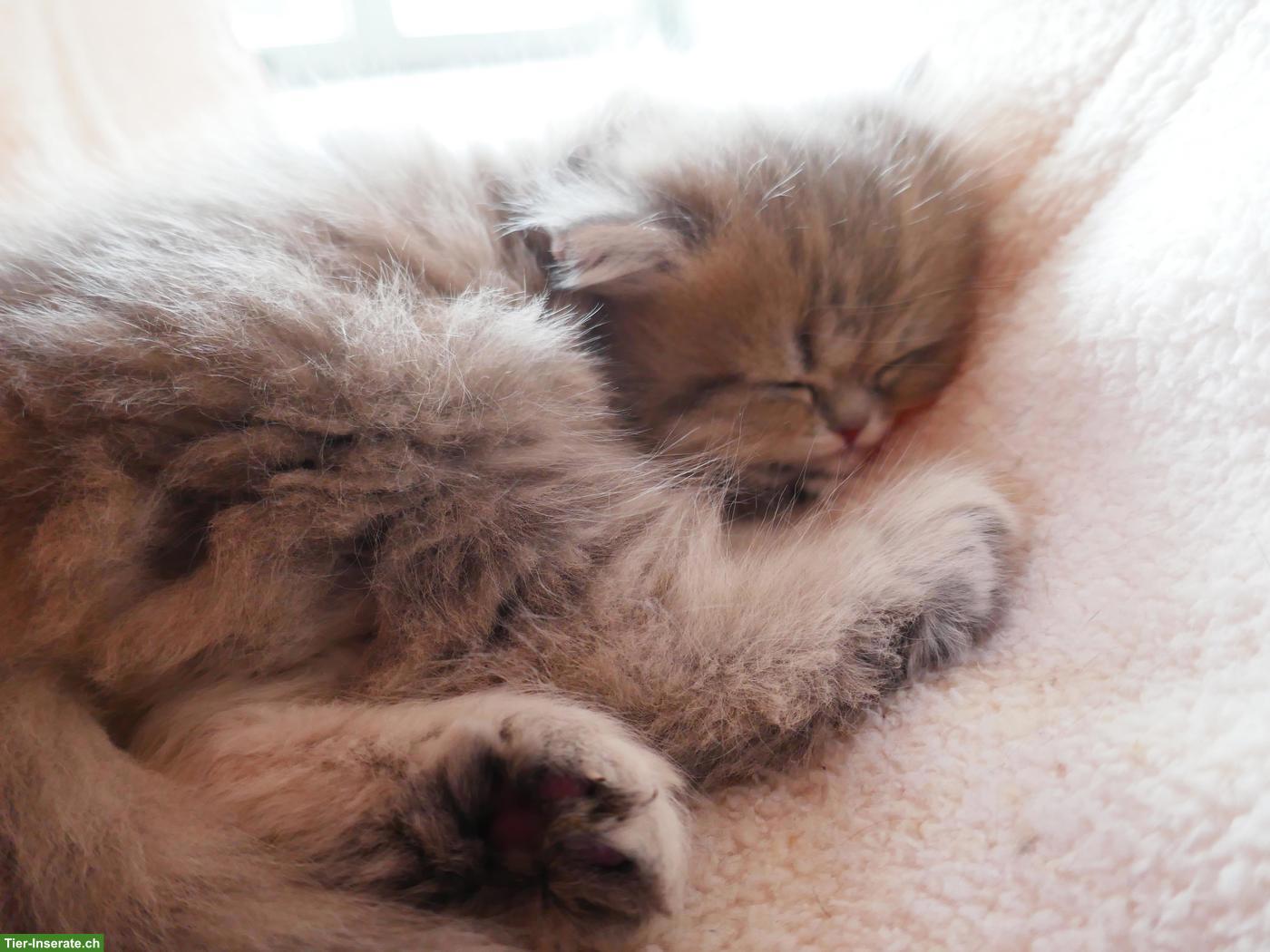 Bild 5: Süsse, total verschmuste Perser Kitten