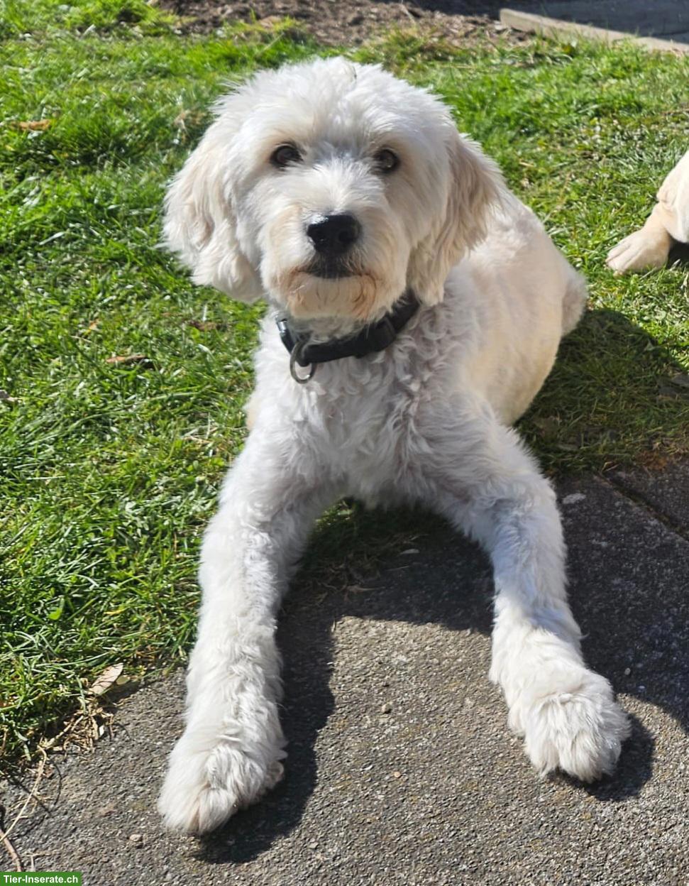 Goldendoodle F1 Hündin