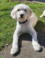 Goldendoodle F1 Hündin