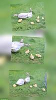 Junge Fränkische Landgänse zu verkaufen