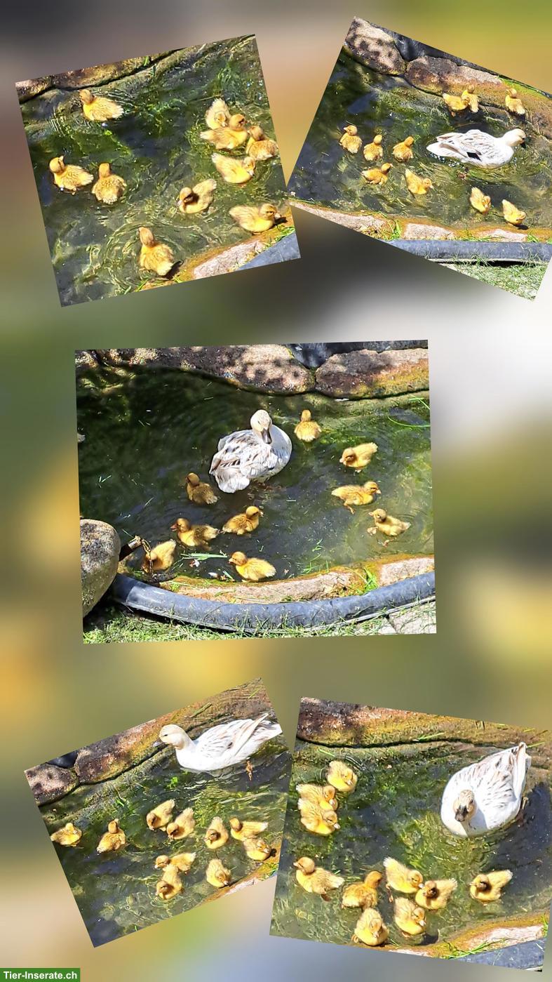 Junge Zwergenten silber-wildfarbig zu verkaufen