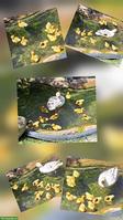 Junge Zwergenten silber-wildfarbig zu verkaufen