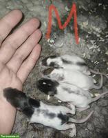 Handzahme Rattenbabys, Männchen & Weibchen