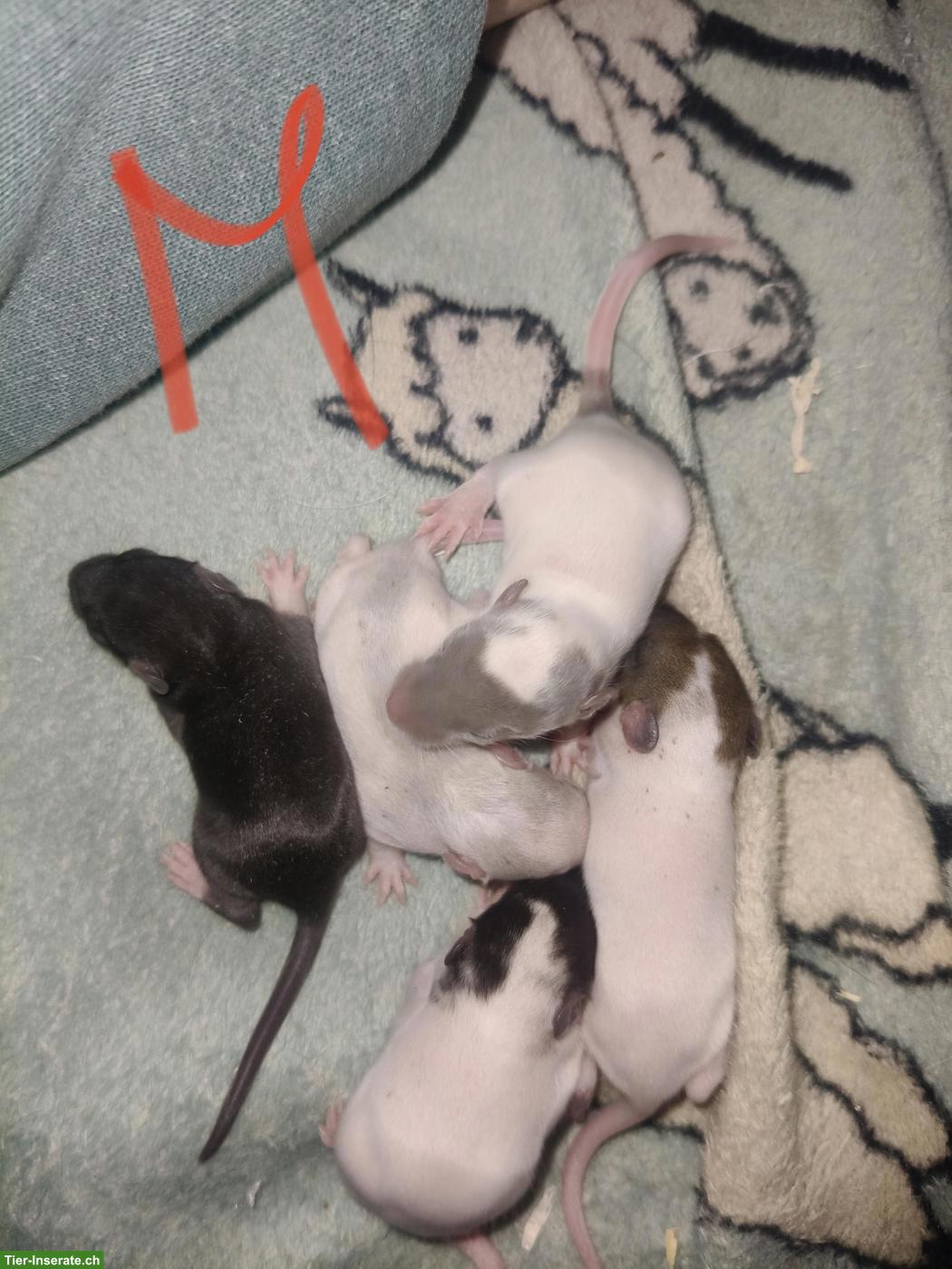 Bild 2: Handzahme Rattenbabys, Männchen & Weibchen