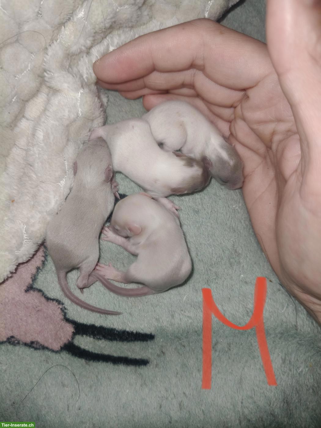 Bild 3: Handzahme Rattenbabys, Männchen & Weibchen