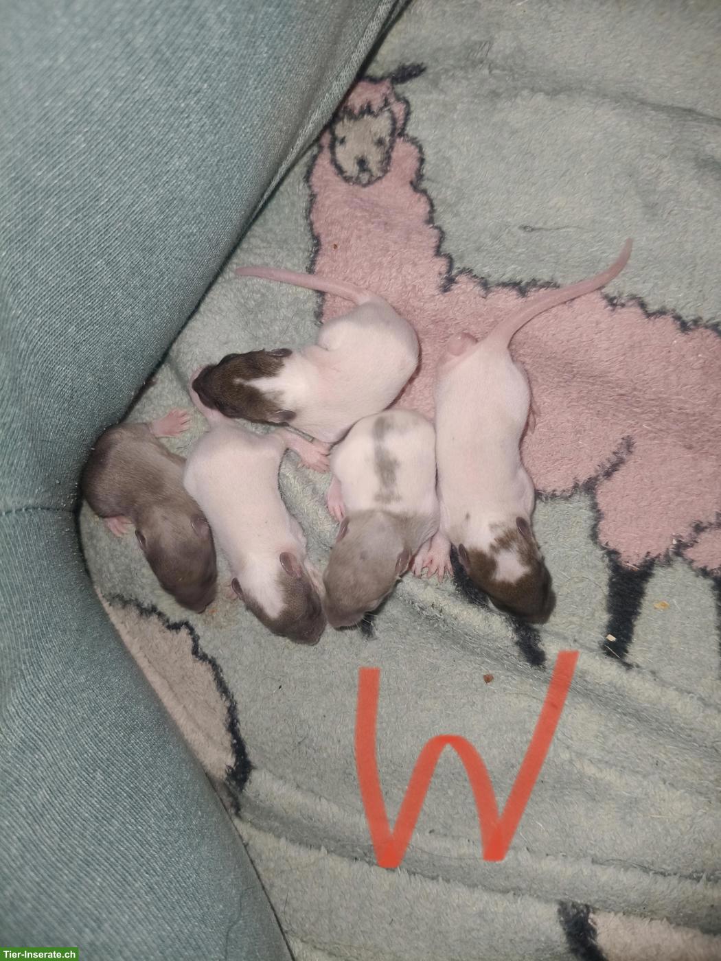 Bild 4: Handzahme Rattenbabys, Männchen & Weibchen