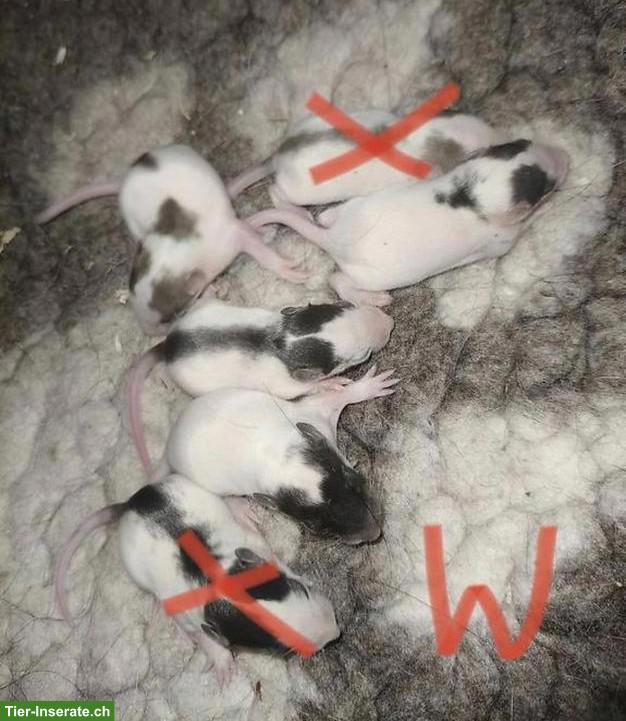 Bild 5: Handzahme Rattenbabys, Männchen & Weibchen