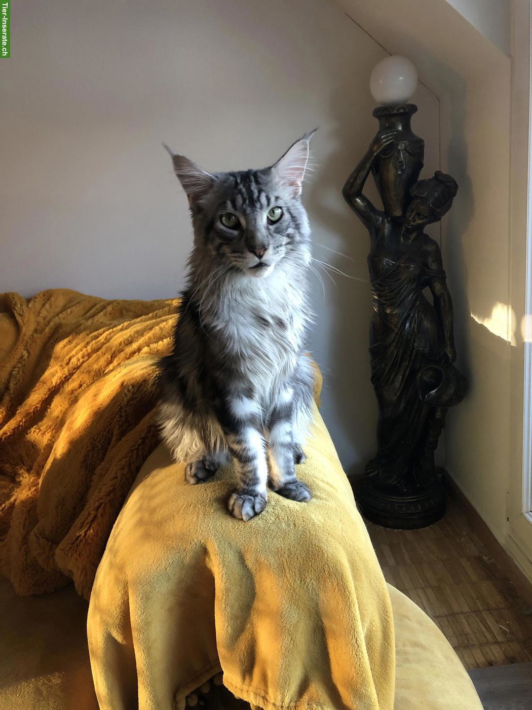 Junger Maine Coon Kater mit Stammbaum zu verkaufen