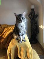 Junger Maine Coon Kater mit Stammbaum zu verkaufen
