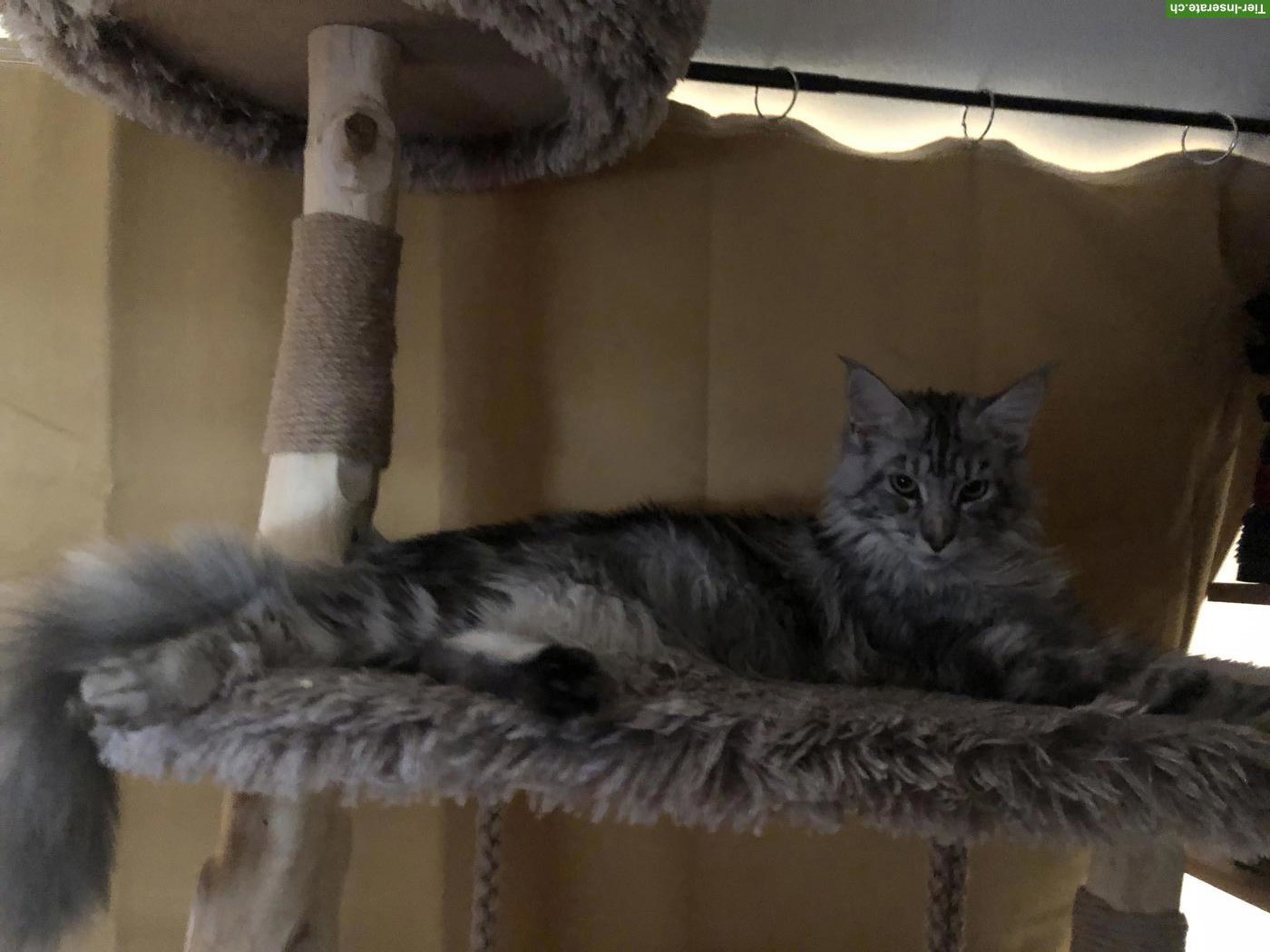 Bild 2: Junger Maine Coon Kater mit Stammbaum zu verkaufen