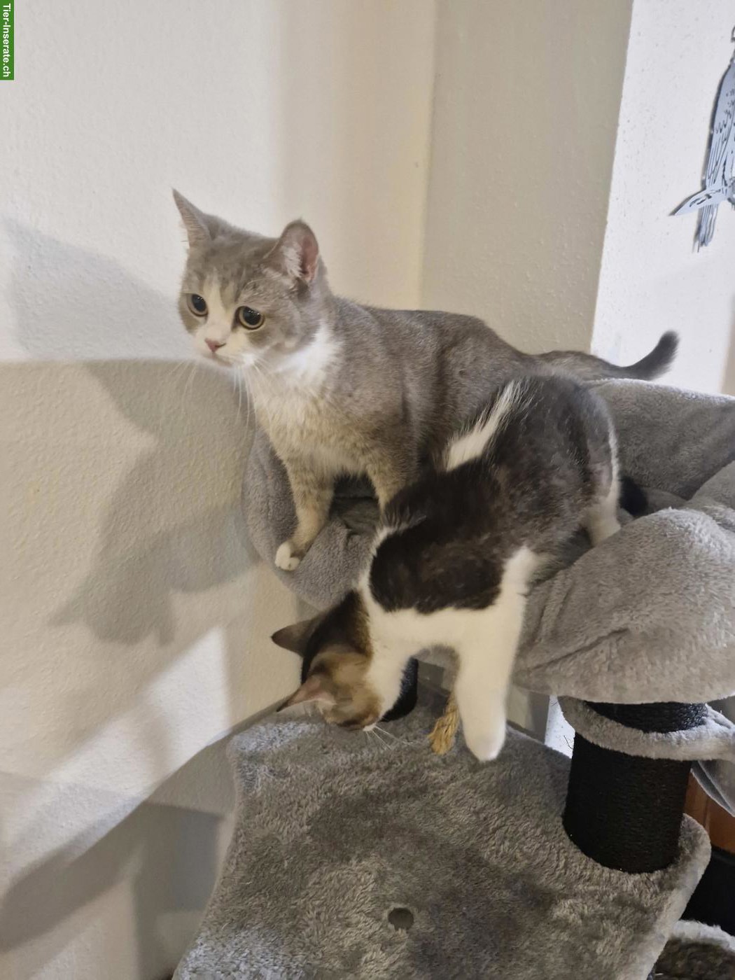 BKH mix Katze Mutter mit 1 jungen Kater