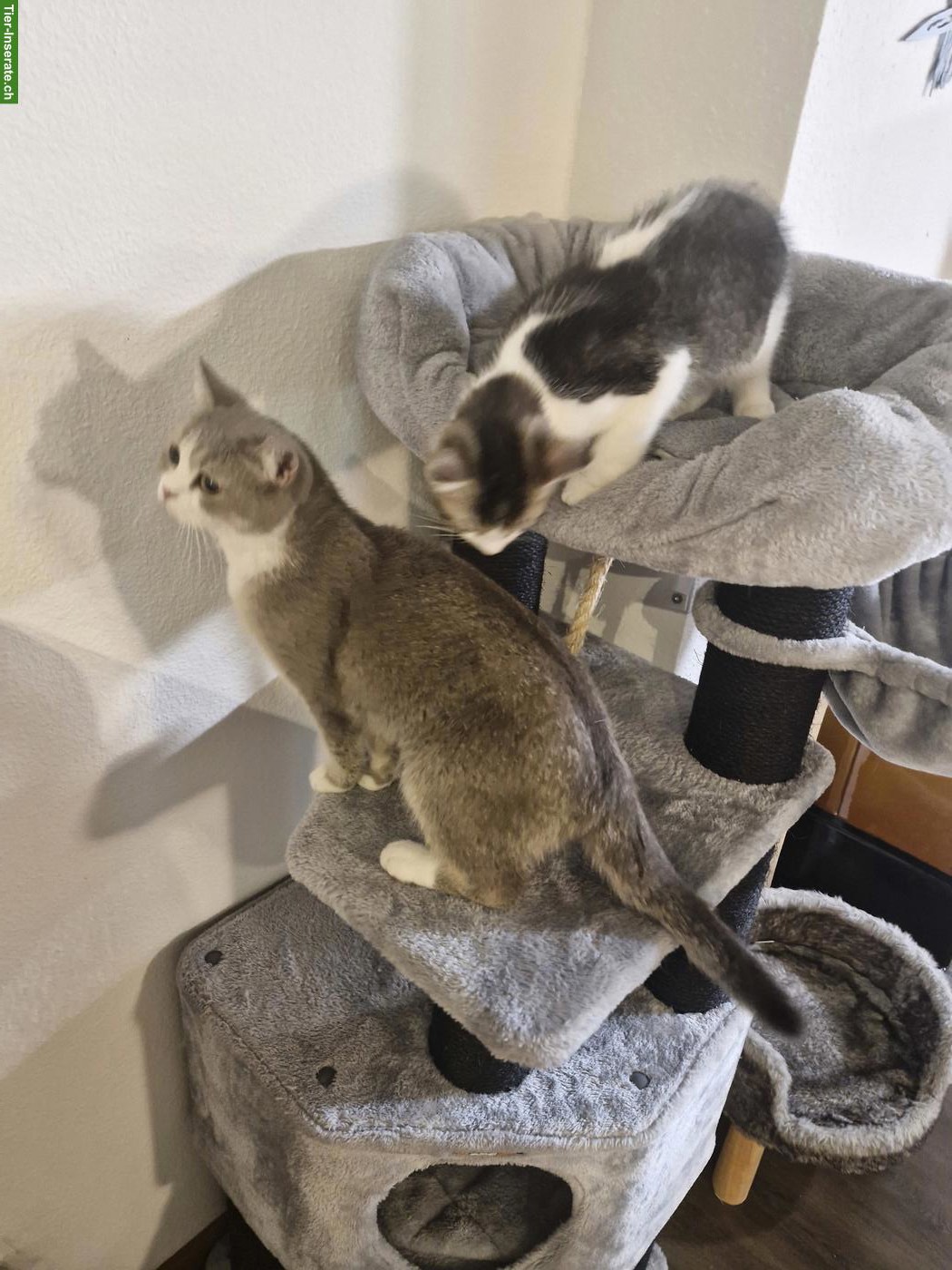 Bild 2: BKH mix Katze Mutter mit 1 jungen Kater