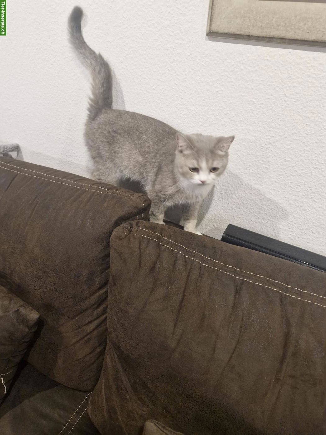 Bild 3: BKH mix Katze Mutter mit 1 jungen Kater