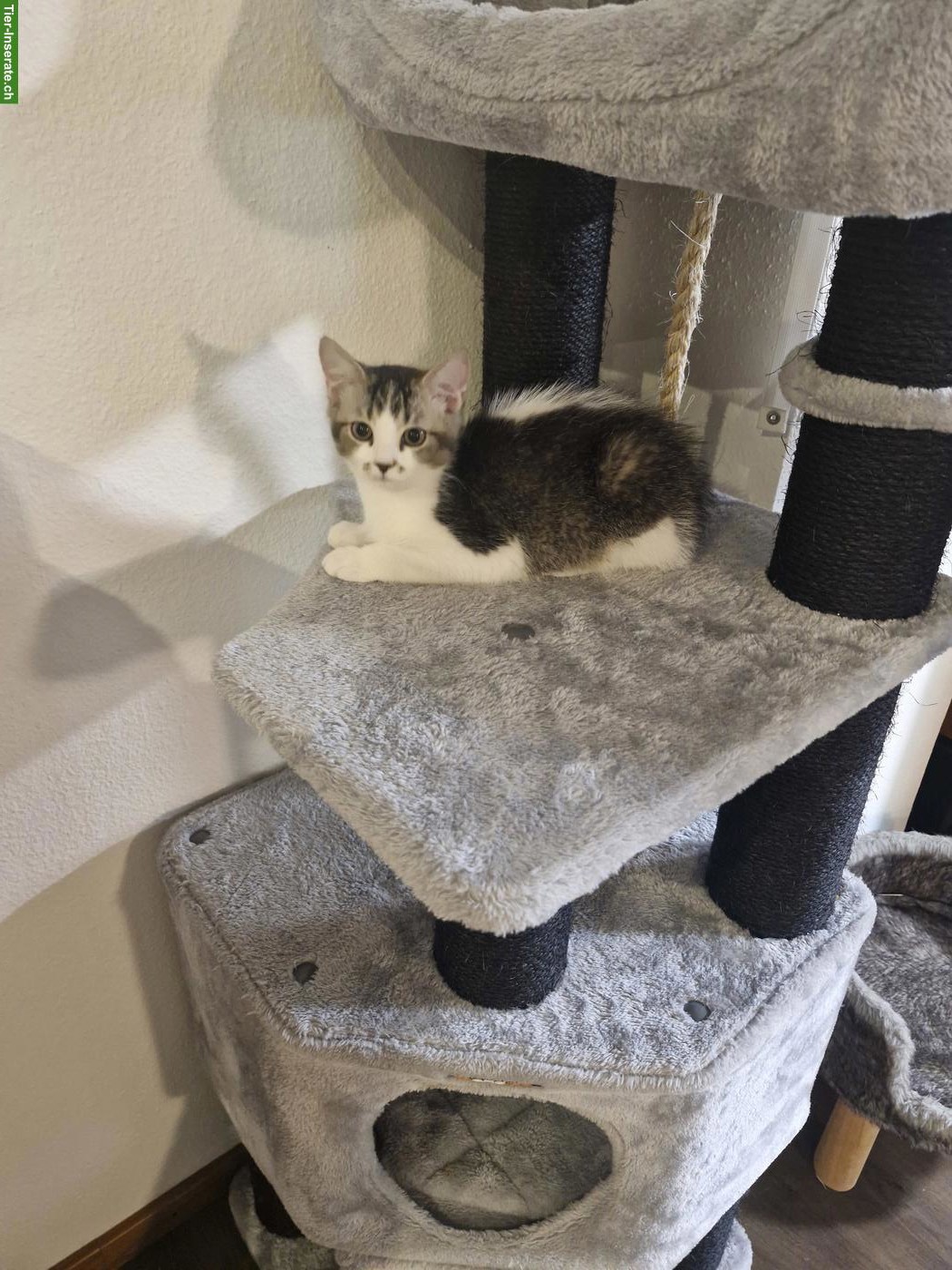 Bild 4: BKH mix Katze Mutter mit 1 jungen Kater