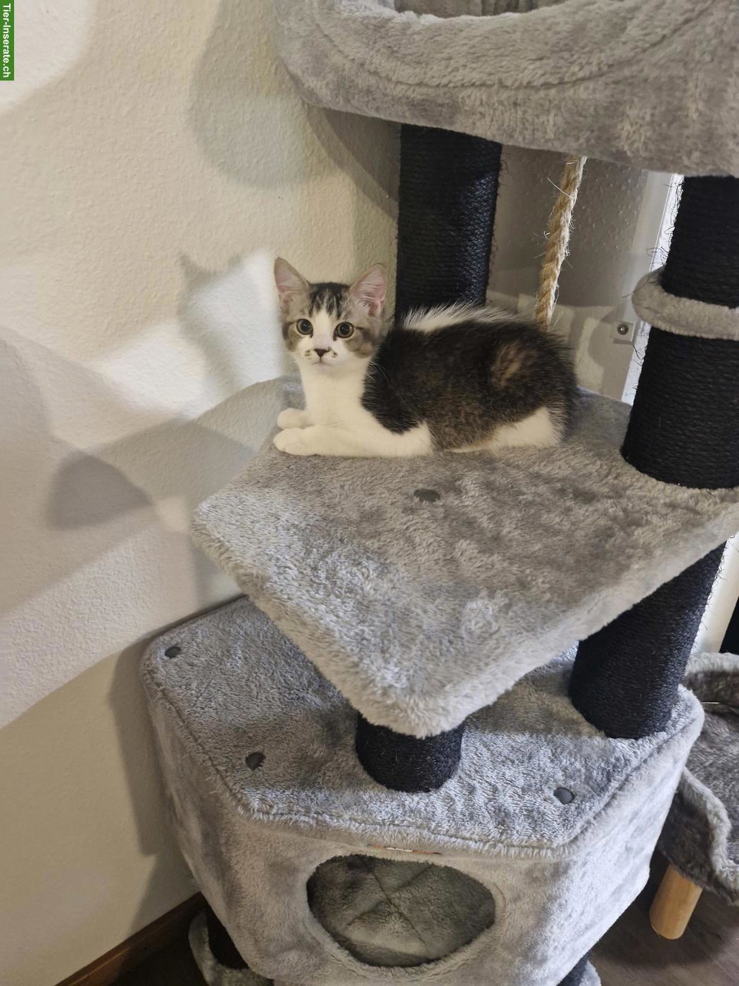 Bild 5: BKH mix Katze Mutter mit 1 jungen Kater