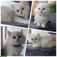 Junge Britisch Kurz- und Langhaar Kitten mit blauen Augen