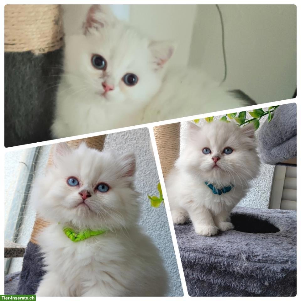 Bild 2: Junge Britisch Kurz- und Langhaar Kitten mit blauen Augen