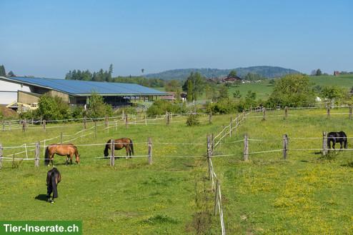 Bild 2: Auslaufboxen frei mit Top Infrastruktur in 6340 Baar LU