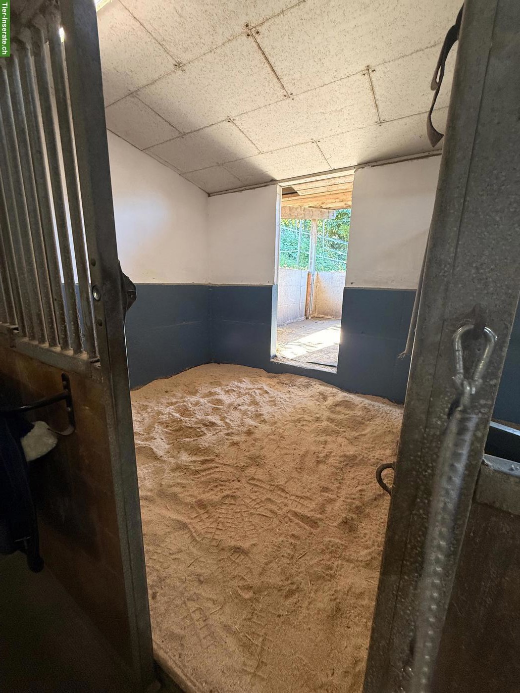 Bild 9: Auslaufboxen frei mit Top Infrastruktur in 6340 Baar LU