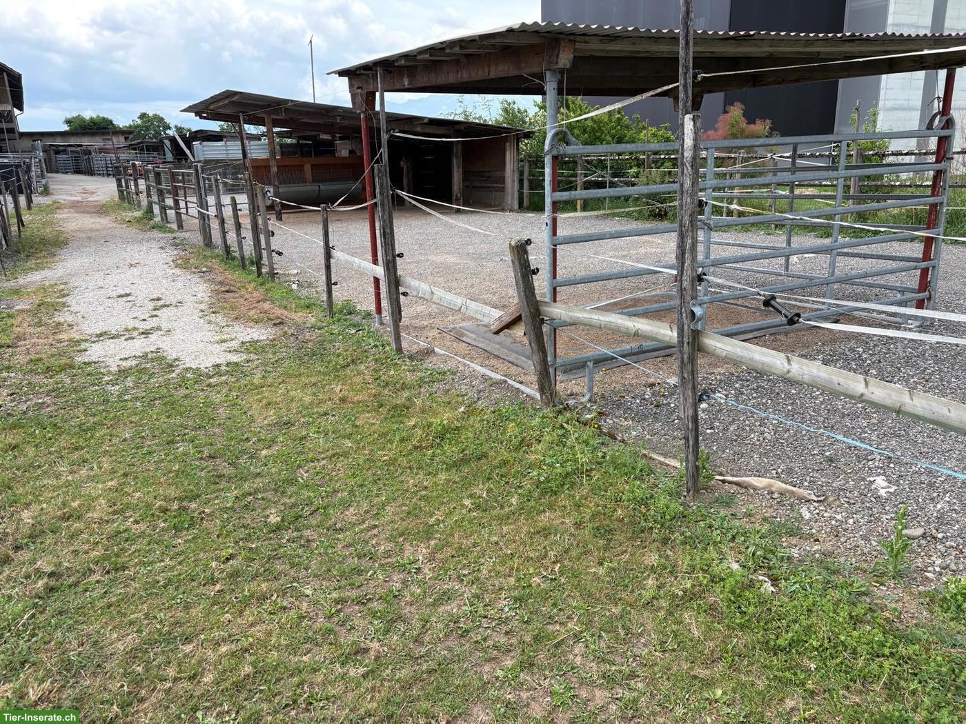 Bild 2: Offenstallplatz zu vermieten in Naherholungsgebiet, Münsingen BE