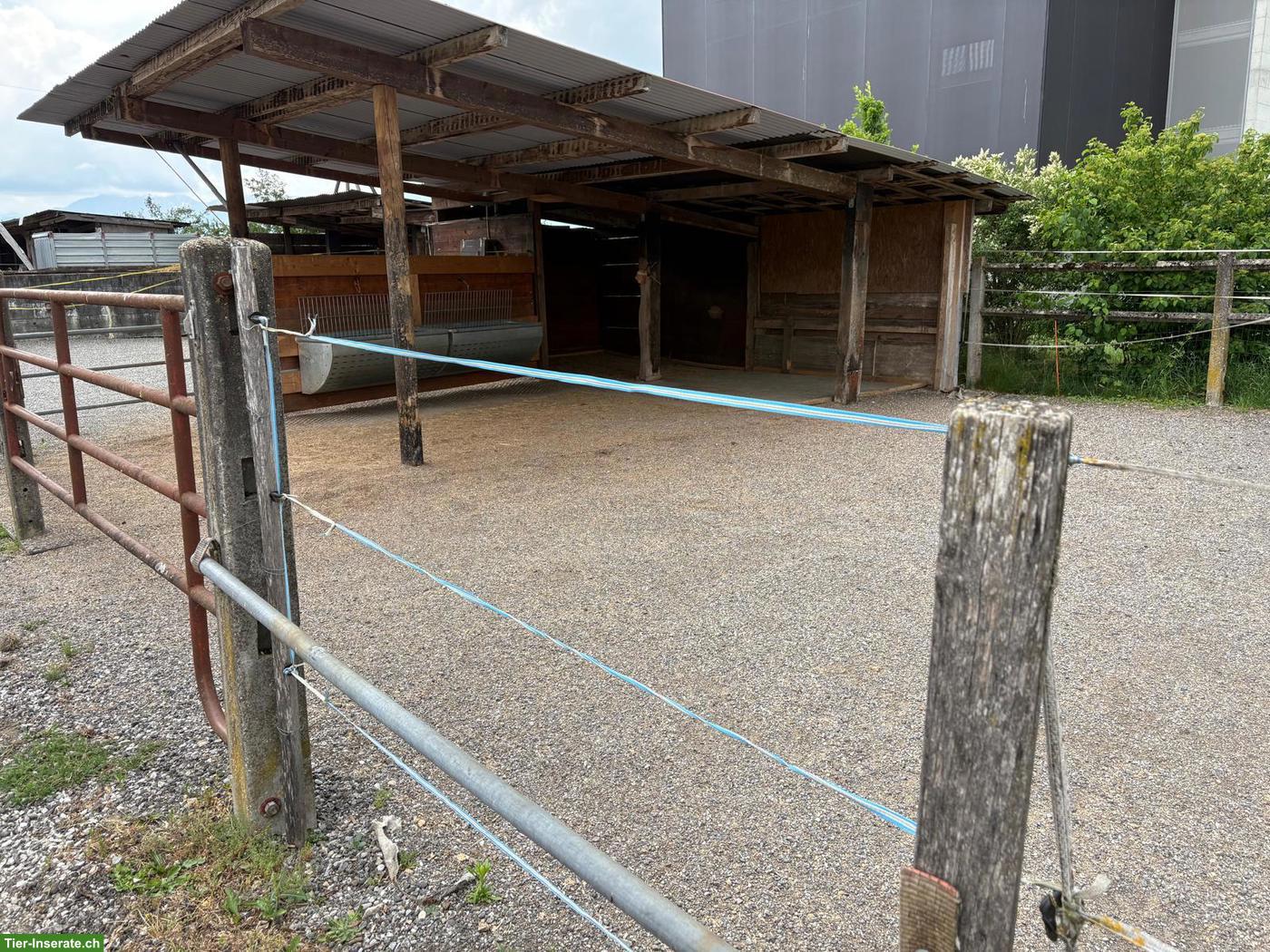 Bild 3: Offenstallplatz zu vermieten in Naherholungsgebiet, Münsingen BE